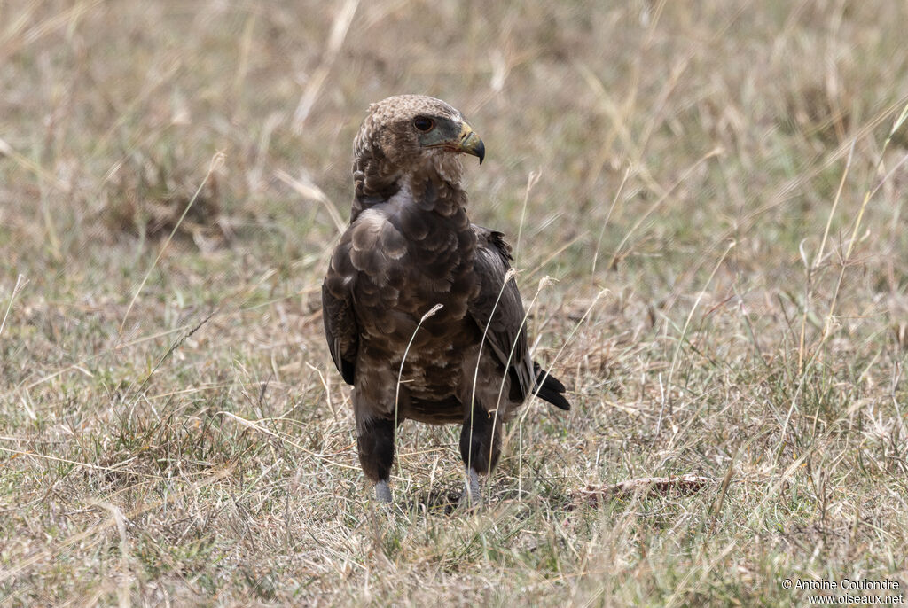 Bateleur des savanes1ère année