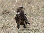 Bateleur des savanes