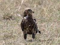 Bateleur des savanes