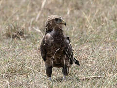 Bateleur