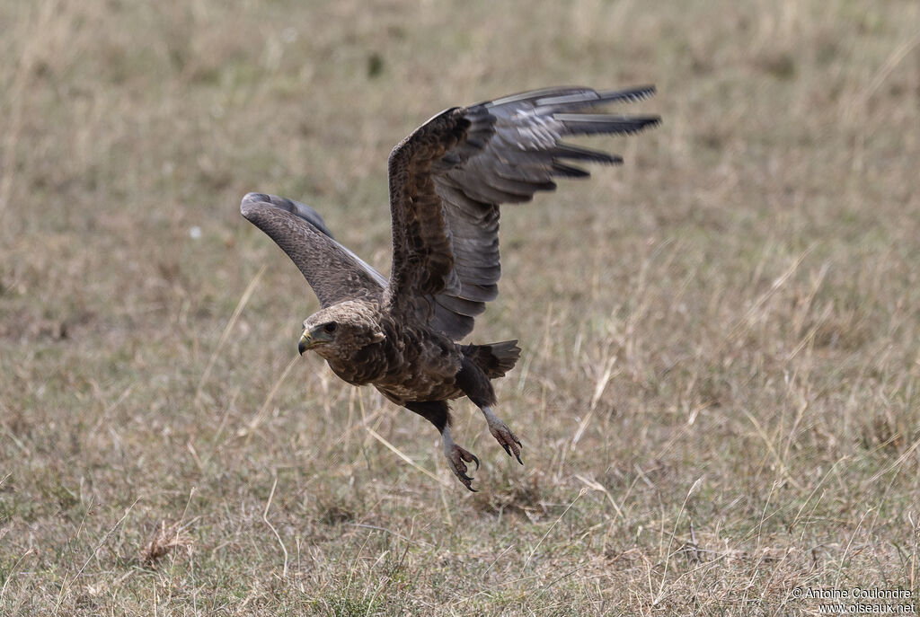 Bateleur des savanes1ère année