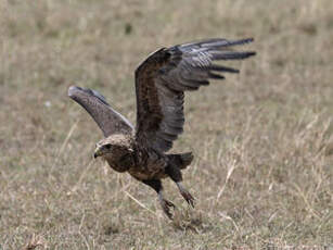 Bateleur des savanes