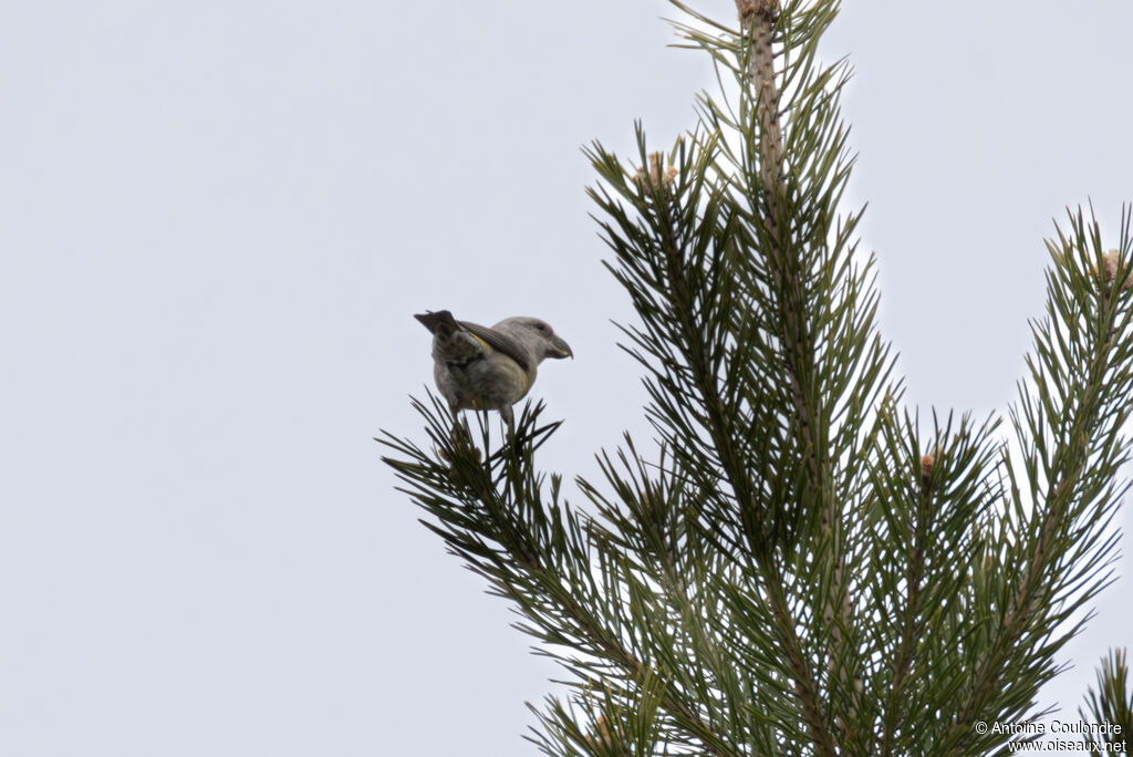 Bec-croisé perroquet femelle adulte, mange