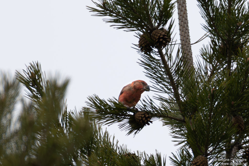 Bec-croisé perroquet