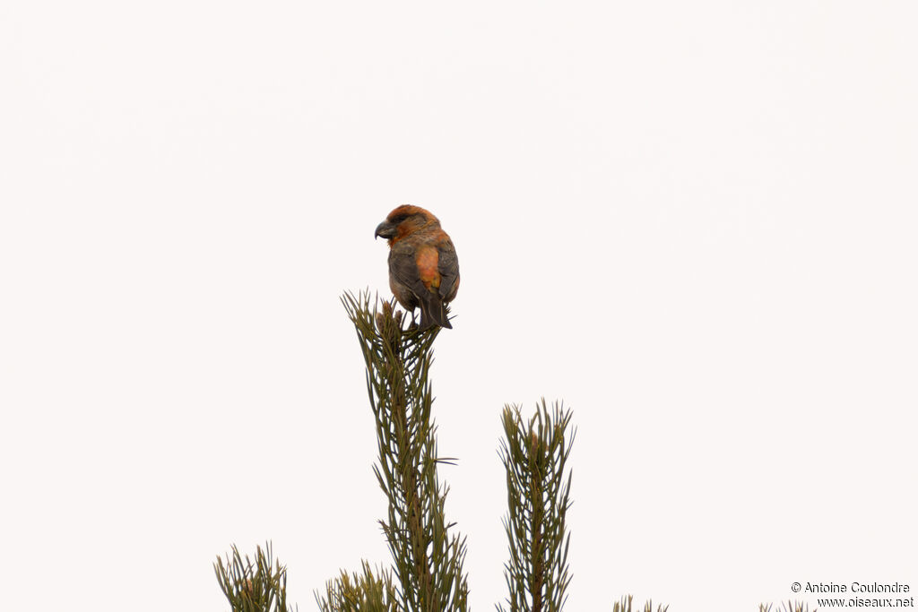 Bec-croisé perroquet