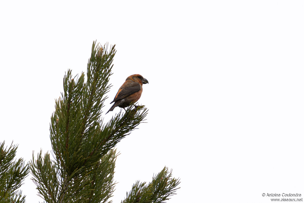 Bec-croisé perroquet mâle adulte