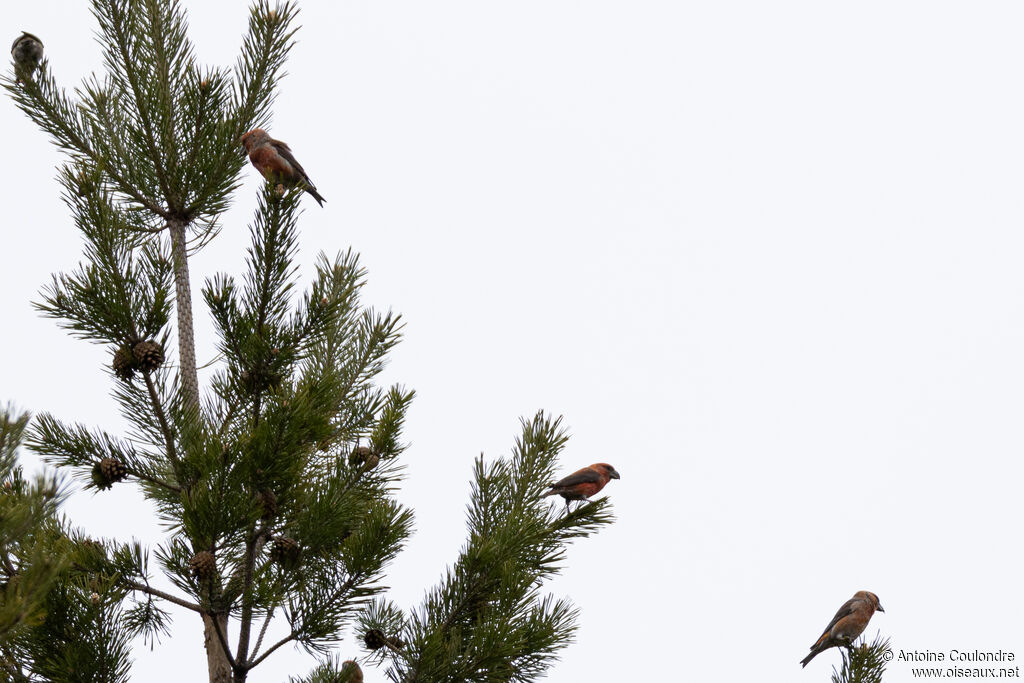 Bec-croisé perroquet