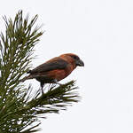 Bec-croisé perroquet