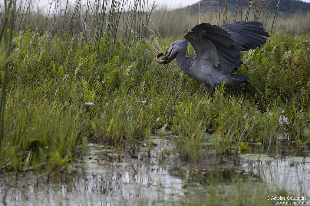 Bec-en-sabot du Niladulte, pêche/chasse