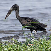 African Openbill