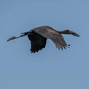 African Openbill