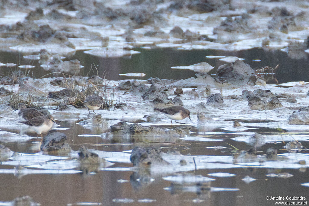 Bécasseau de Temminck