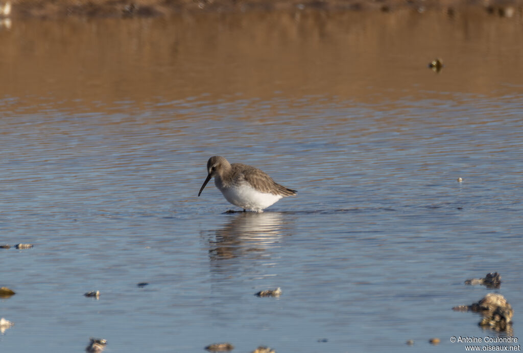 Bécasseau maubècheadulte internuptial, mange