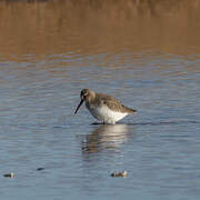 Red Knot