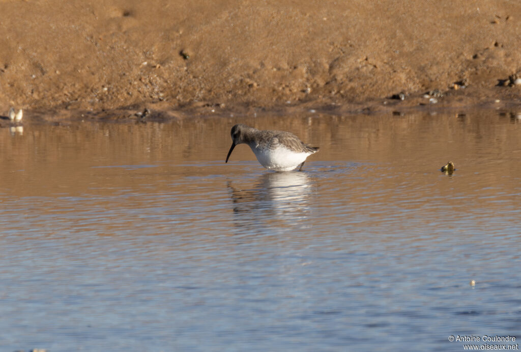 Bécasseau maubècheadulte internuptial, pêche/chasse