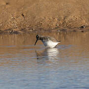 Red Knot