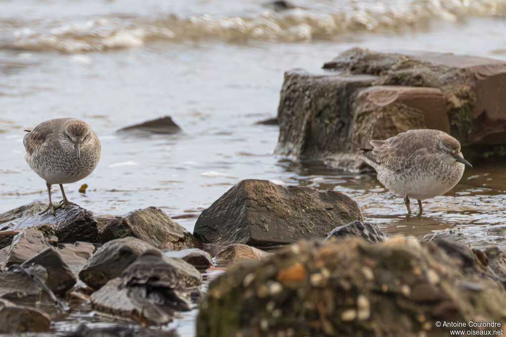 Bécasseau maubèche