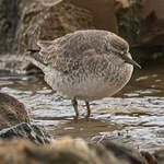 Bécasseau maubèche