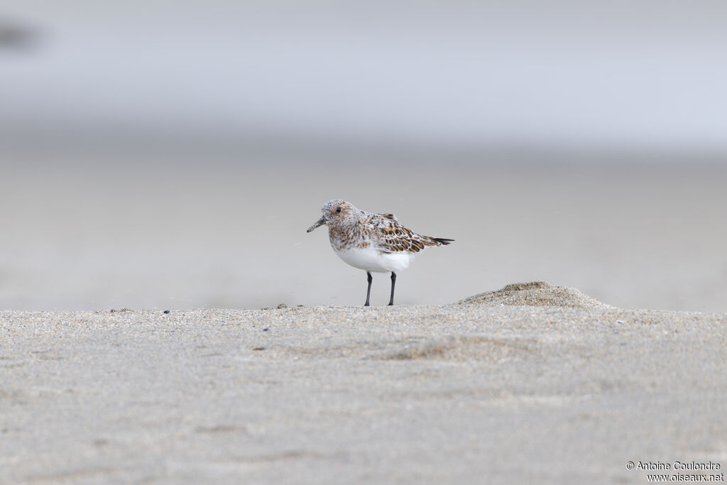 Bécasseau sanderling