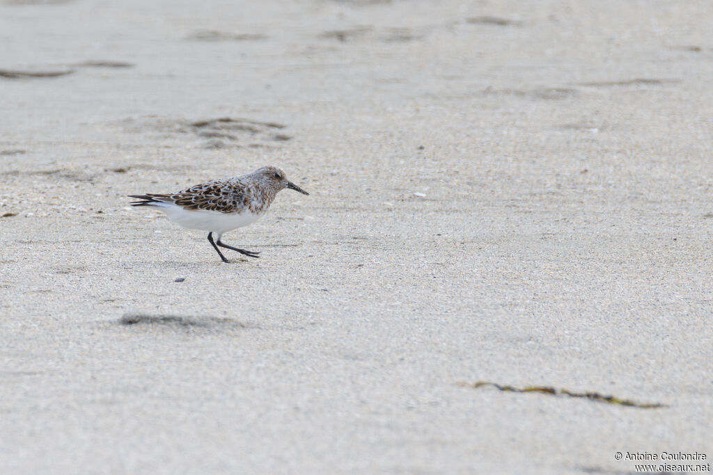 Bécasseau sanderling