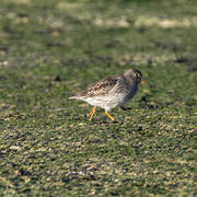 Purple Sandpiper