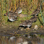 Bécassine des marais
