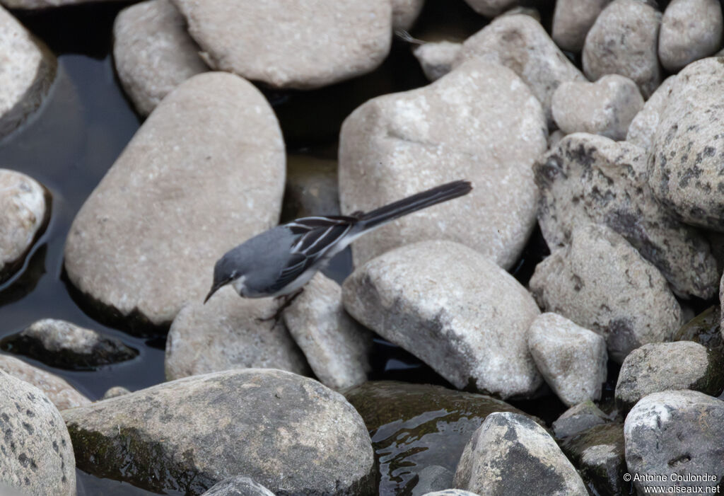 Mountain Wagtailadult