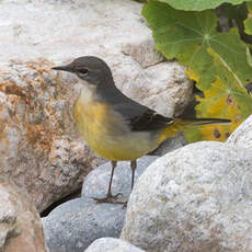 Bergeronnette des ruisseaux