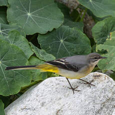 Bergeronnette des ruisseaux