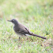 Cape Wagtail