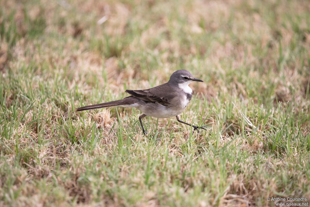 Cape Wagtail