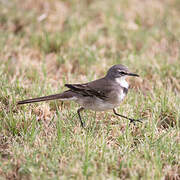 Cape Wagtail