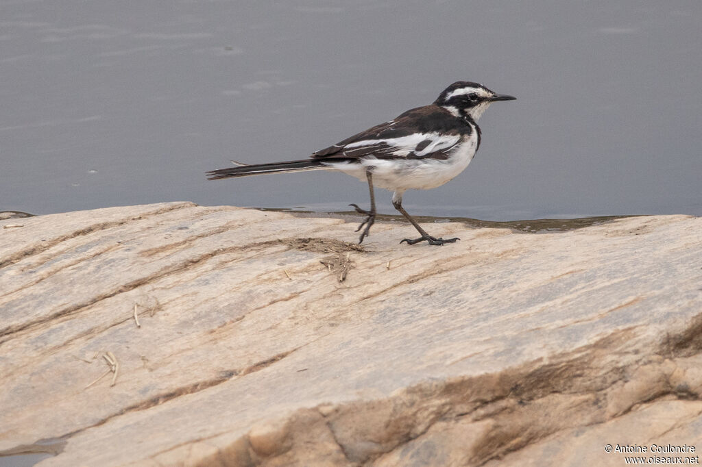 African Pied Wagtail