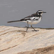 African Pied Wagtail