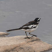 African Pied Wagtail