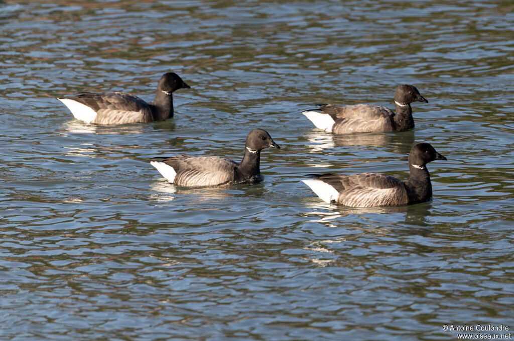 Brant Gooseadult
