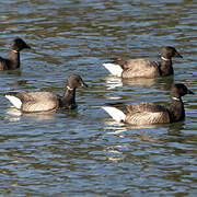 Brant Goose