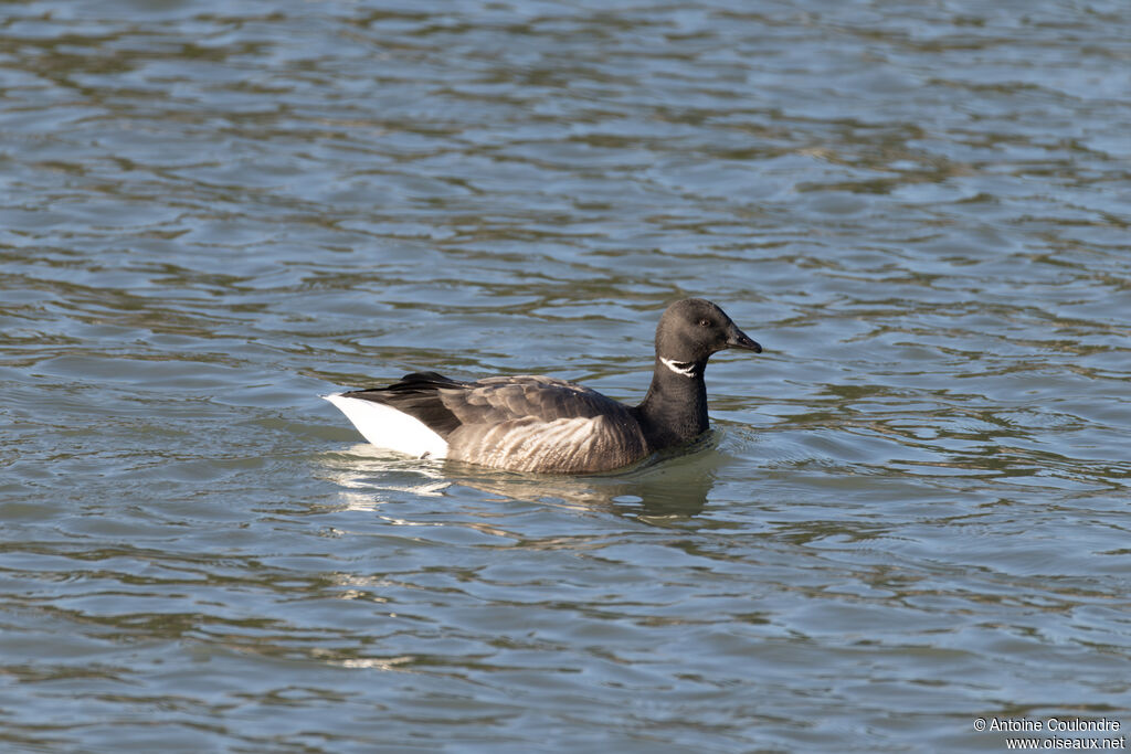 Brant Gooseadult