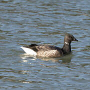 Brant Goose