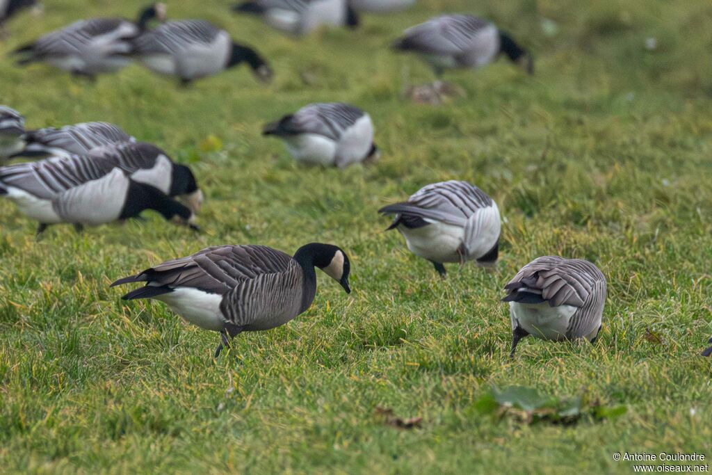 Bernache de Hutchins
