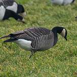 Bernache de Hutchins