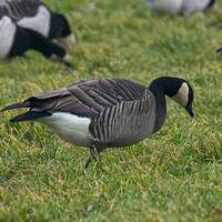 Bernache de Hutchins