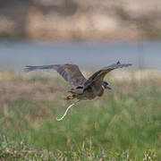 White-backed Night Heron