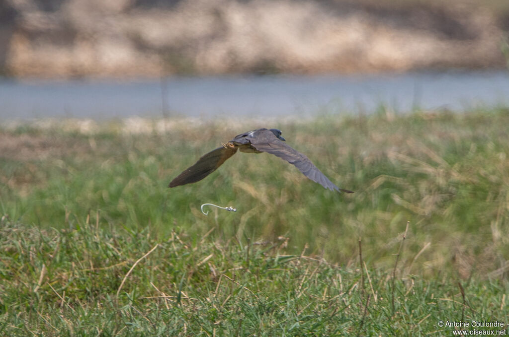 White-backed Night Heron