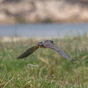 White-backed Night Heron