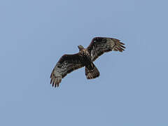 European Honey Buzzard