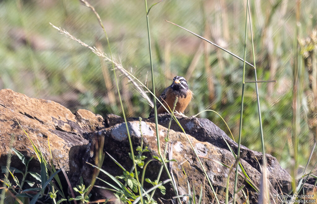 Cinnamon-breasted Bunting