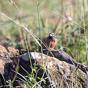 Cinnamon-breasted Bunting