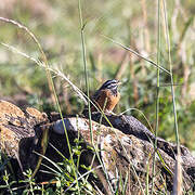 Cinnamon-breasted Bunting