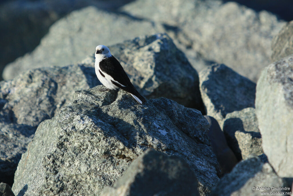 Snow Bunting male adult